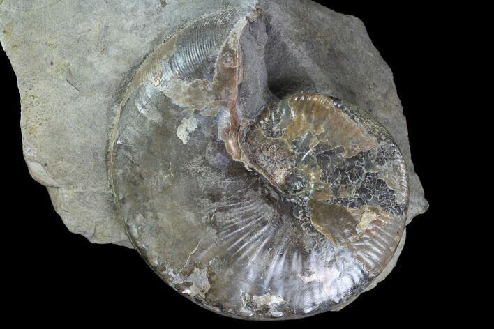 Beautiful Hoploscaphites Ammonite Specimen - South Dakota #98708